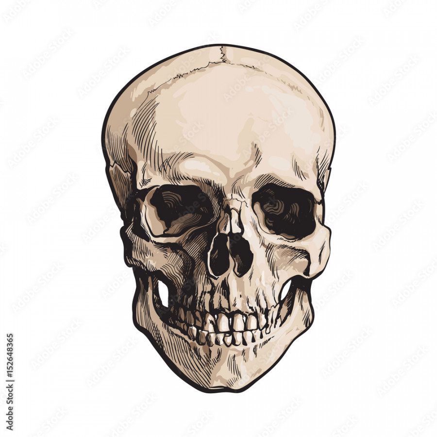 Hand drawn human skull, anatomical model, sketch style vector