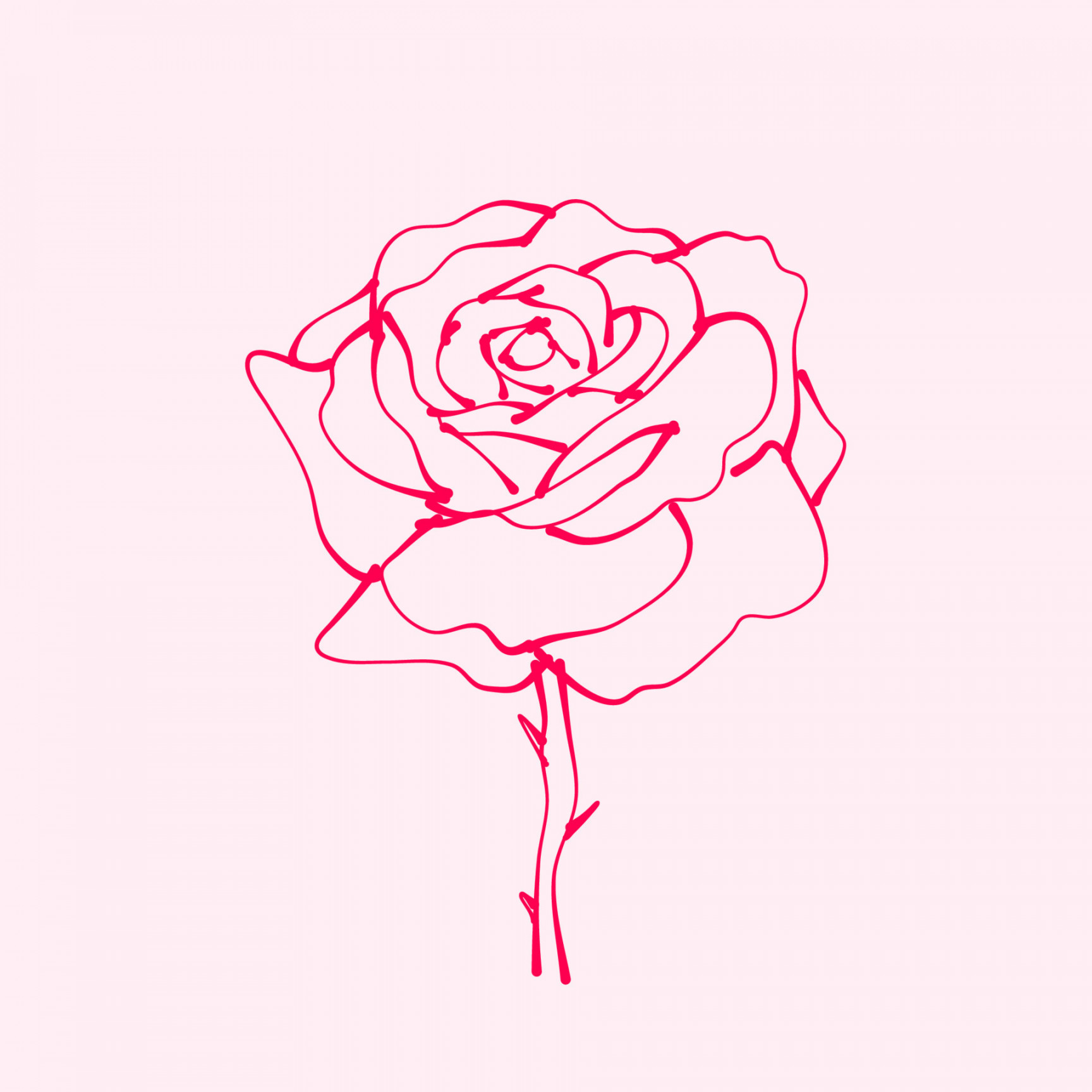 hand drawn rose. drawing of rose flower