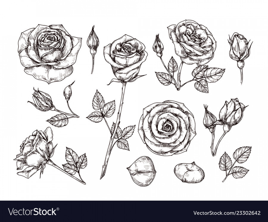 Hand drawn roses sketch rose flowers with thorns Vector Image