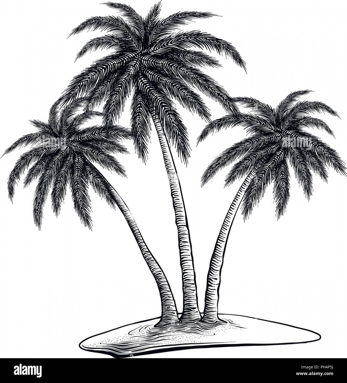 Hand drawn sketch of palm trees in black isolated on white