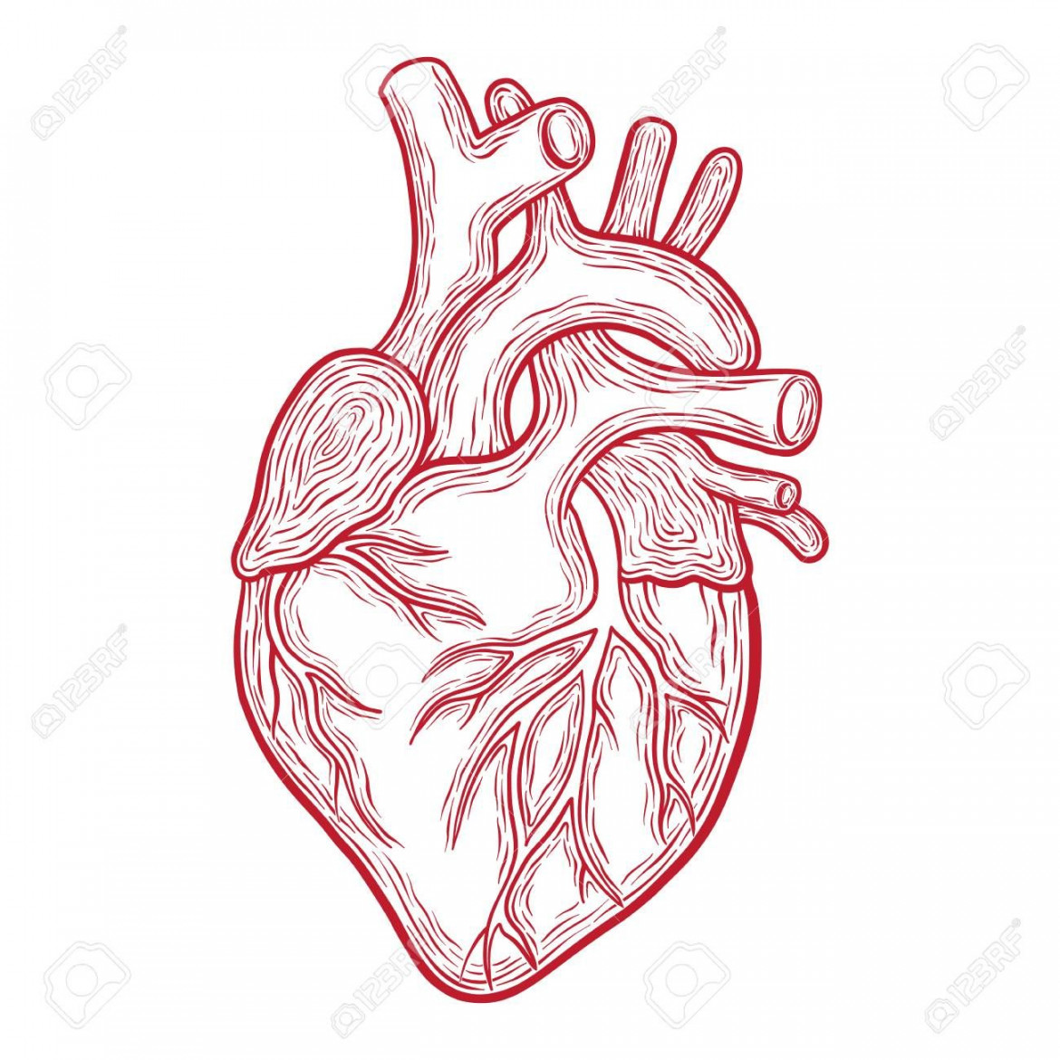 Hand Drawn Vector Anatomic Heart, Red Outlines Isolated On White