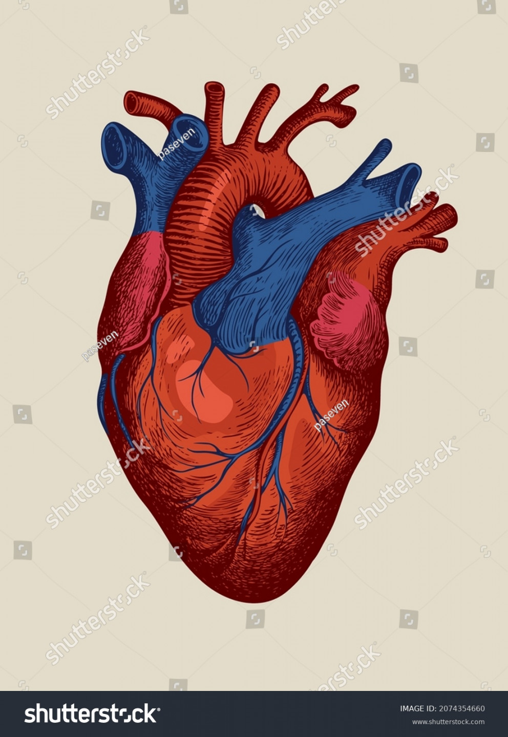 Handdrawn Human Heart Red Blue Detailed Stock Vector (Royalty Free