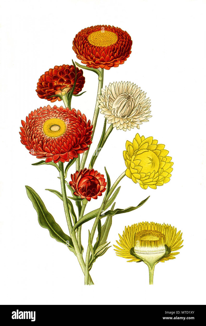 Helichrysum bracteatum, Xerochrysum bracteatum, Immortelles