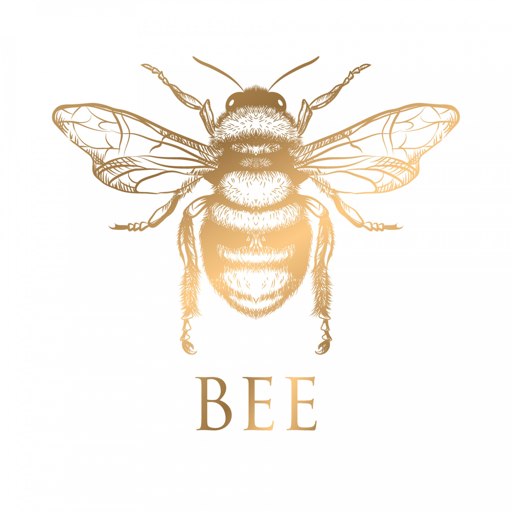 honey bee drawing gold on a white background  Vector Art at