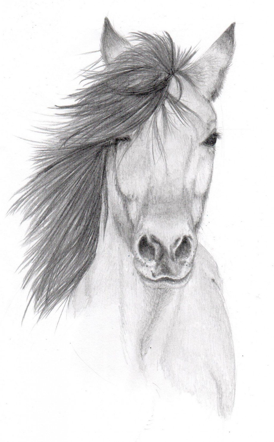 Horse drawing  Horse drawings, Pencil sketches of animals, Pencil