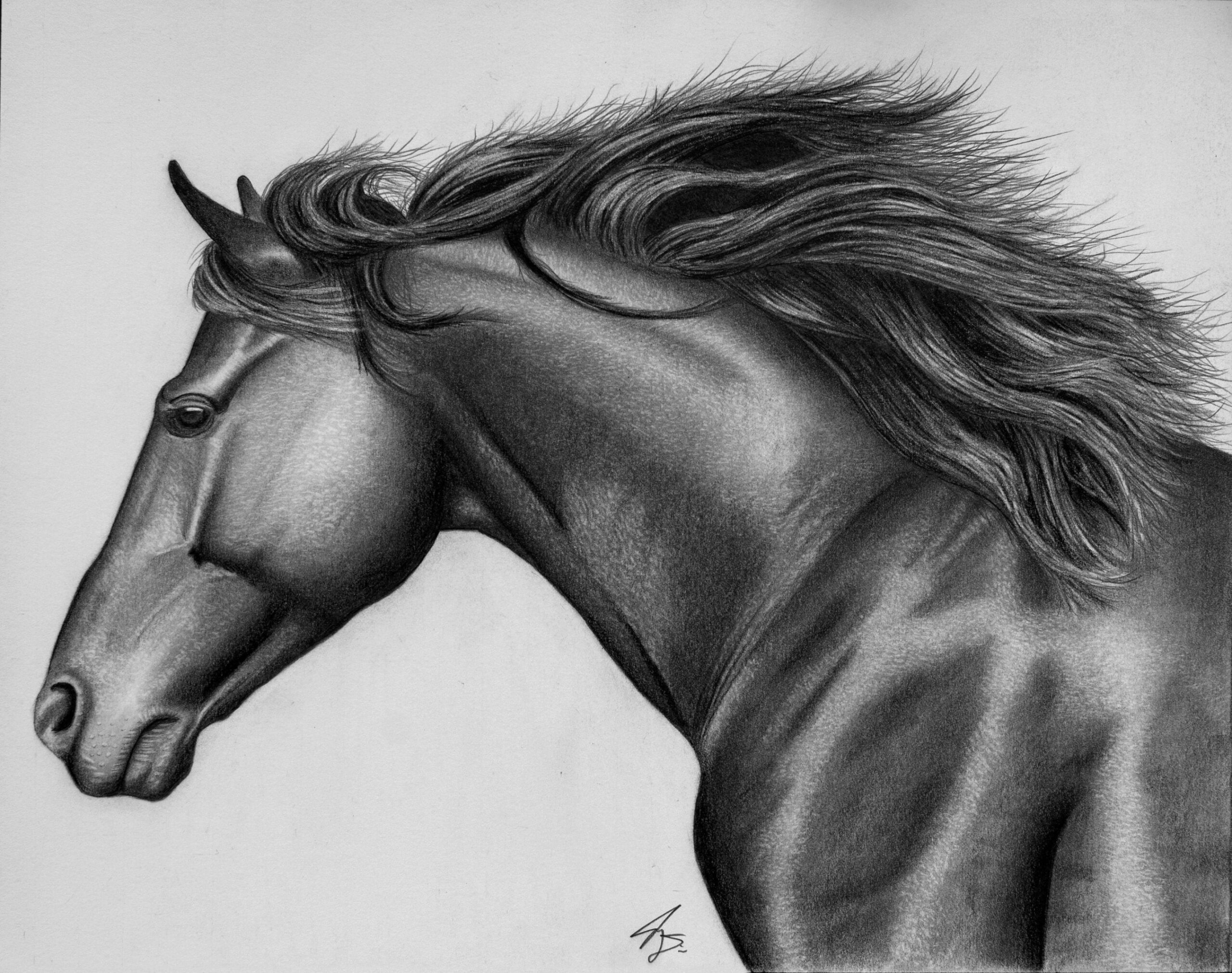 Horse - Graphite Pencil Drawing (PRINT)