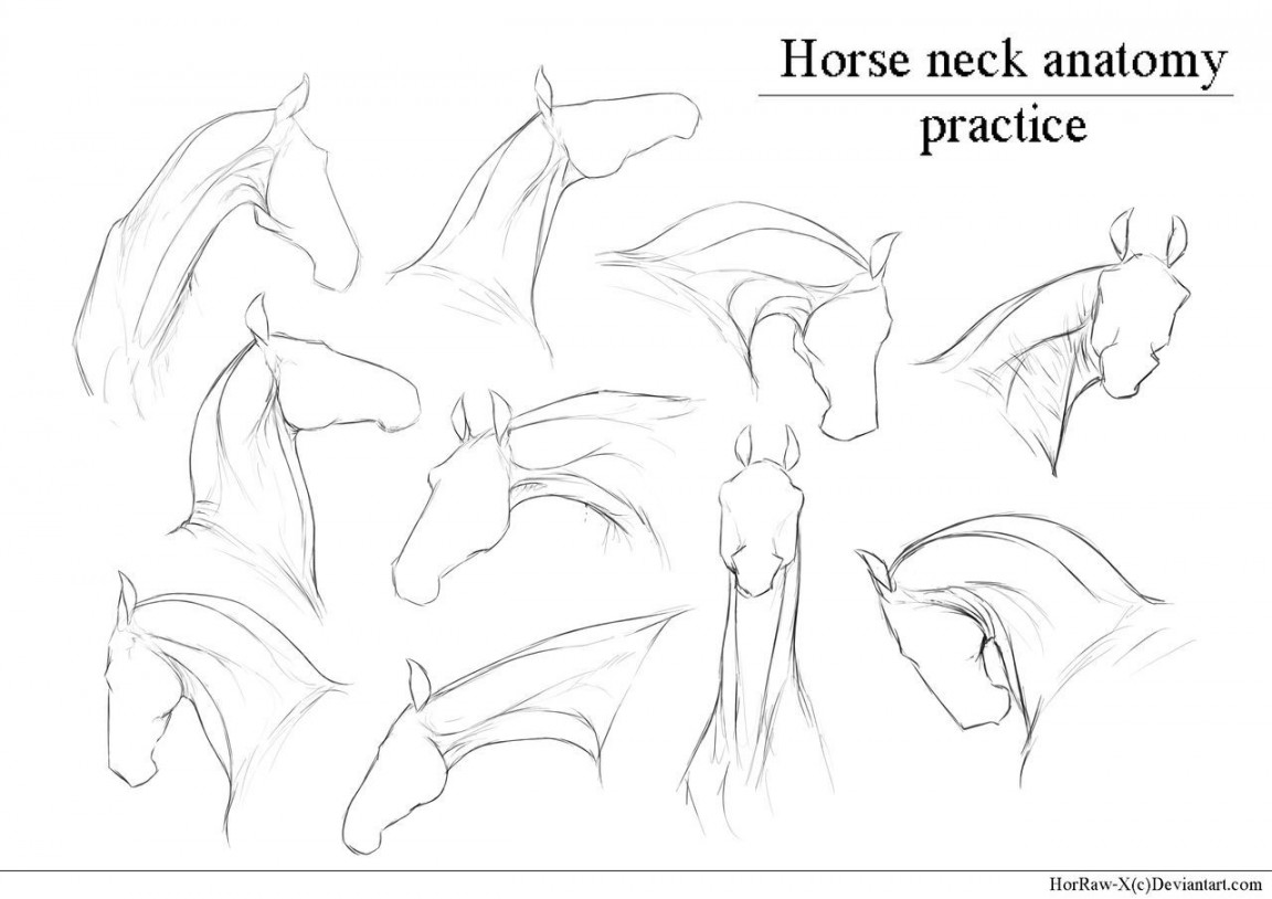 Horse Neck anatomy practice by HorRaw-X on DeviantArt  Horse