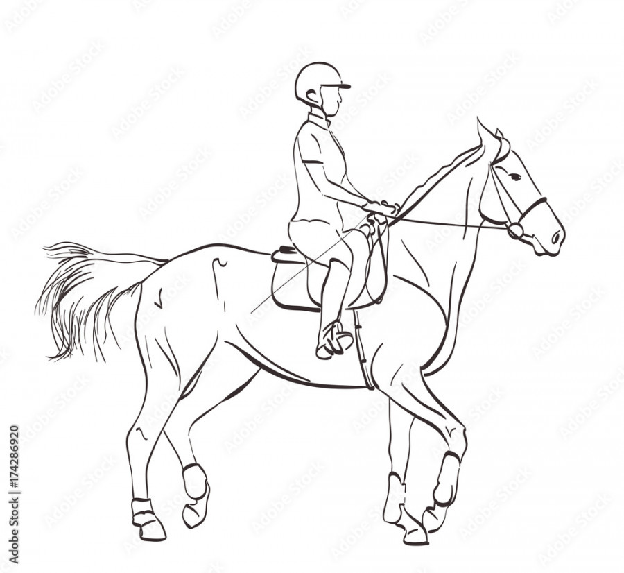 horse riding illustration. line art drawing on white