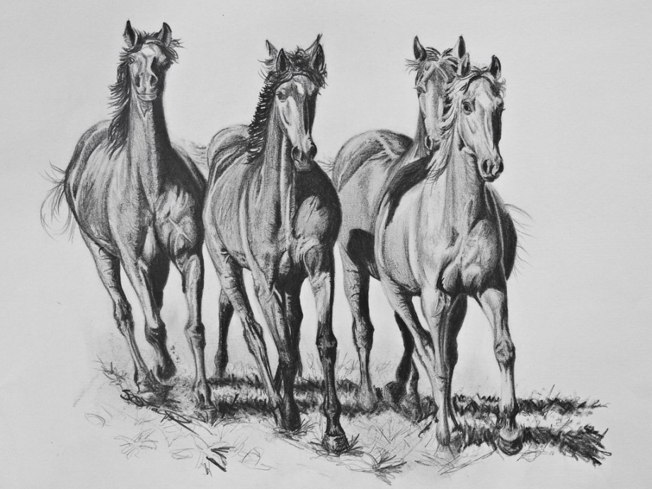 horses running - for sale  Again I saw this picture and h  Flickr