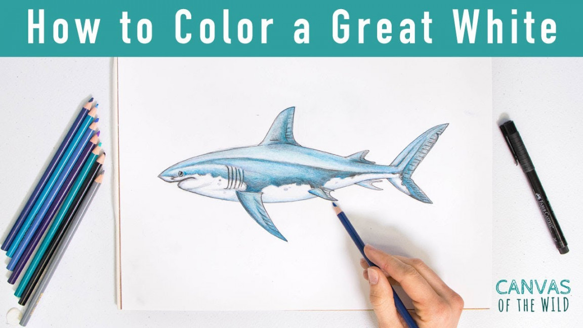 How to Color a Great White Shark with Pencils