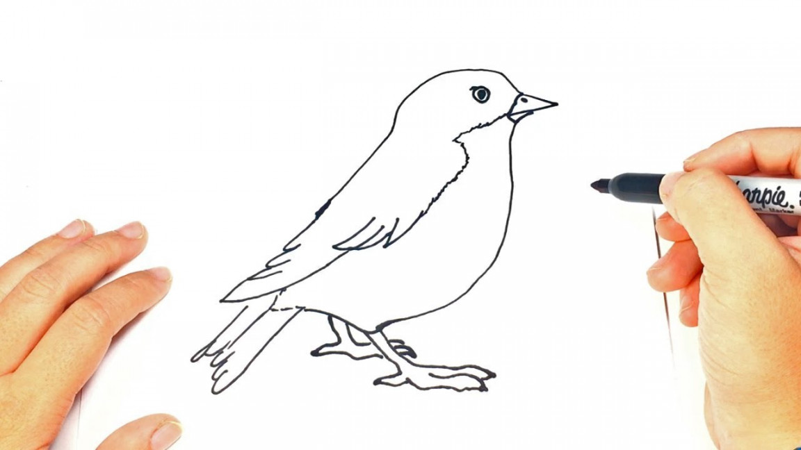 How to draw a Bird  Bird Easy Draw Tutorial
