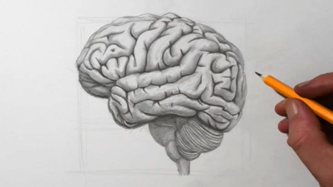 How to Draw a Brain  Pencil Drawing