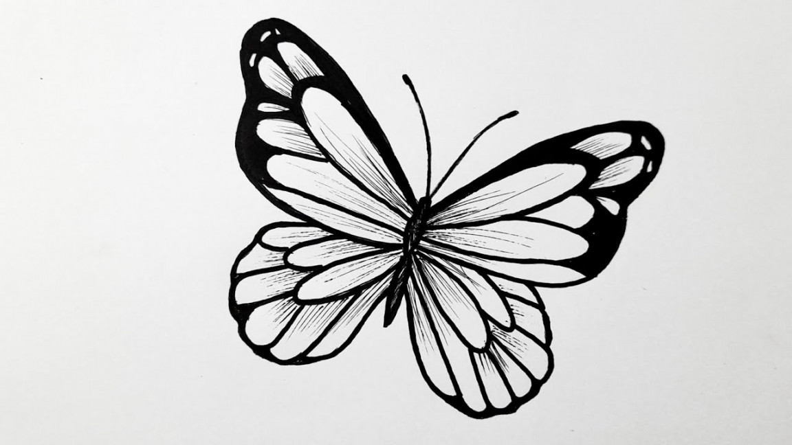 How to draw a butterfly easy step by step  Butterfly drawing