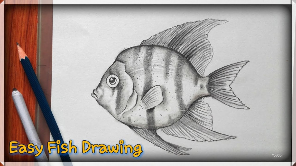 How to draw a fish  easy pencil sketch for beginners