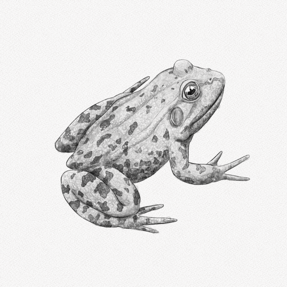 How to Draw a Frog – A Step by Step Tutorial – Artlex