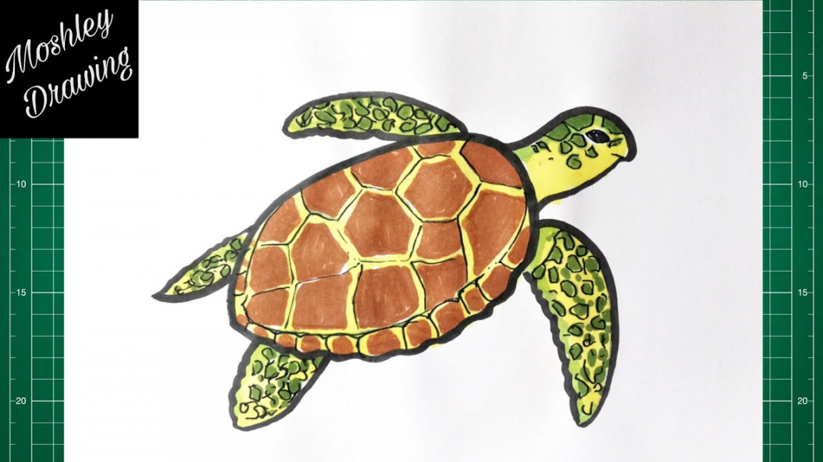 How to Draw a Green Sea Turtle Step by Step