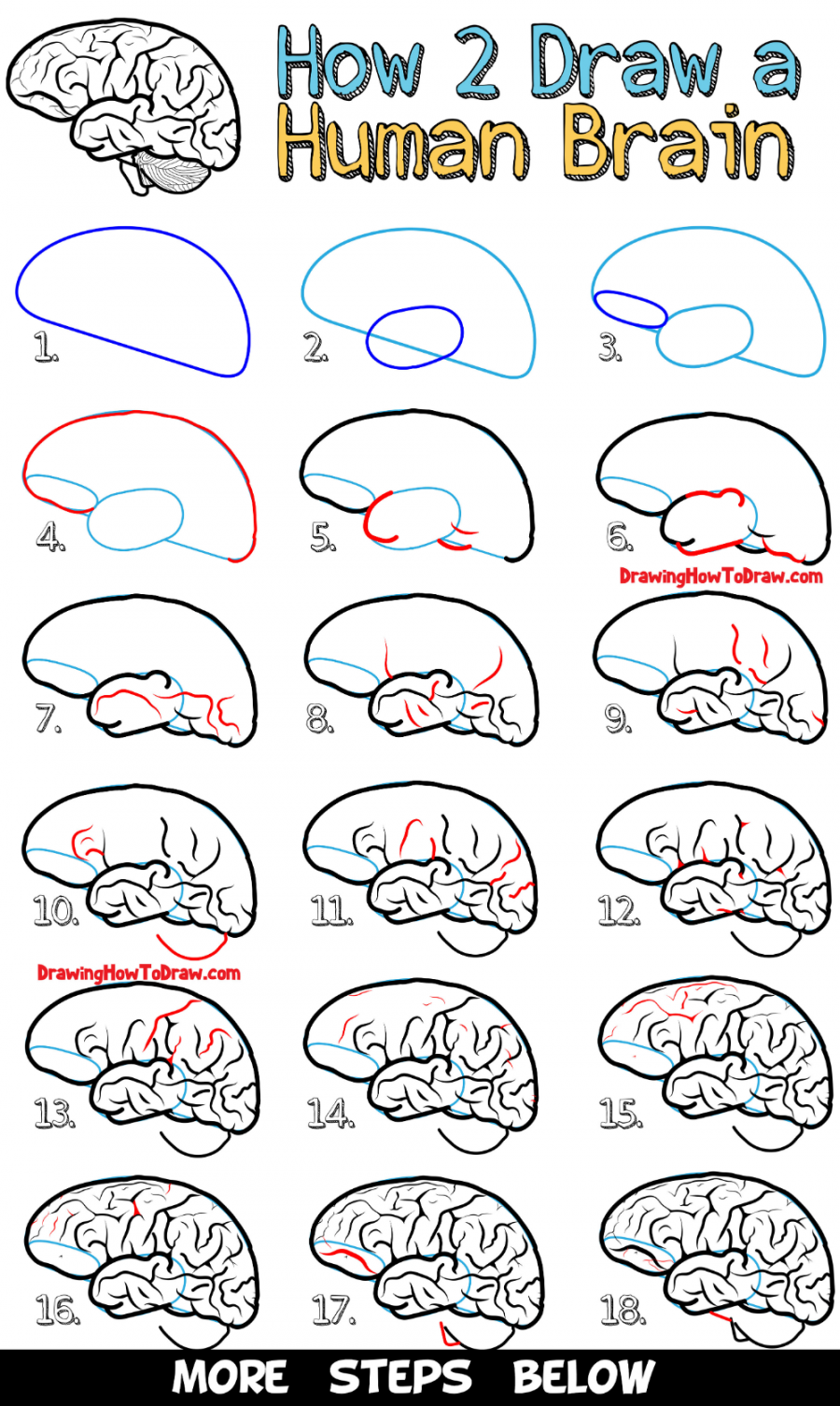 How to Draw a Human Brain - Easy Steps Drawing Lesson for