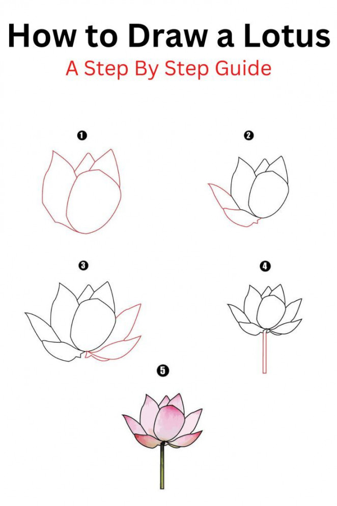 How to Draw a Lotus  Lotus flower drawing, Flower drawing, Lotus