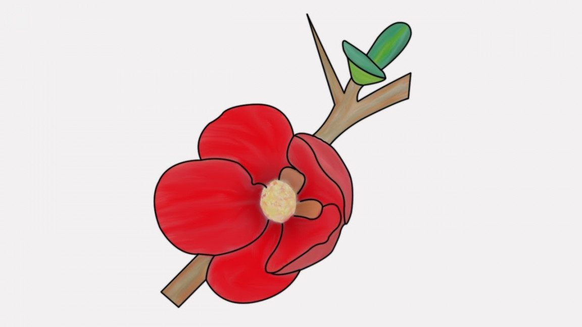 how to draw a quince flower  step by step draw a quince flower