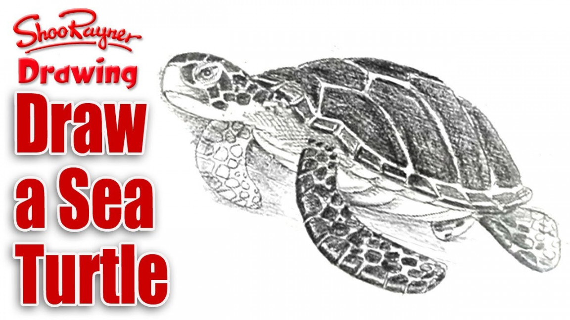 How to draw a Sea Turtle