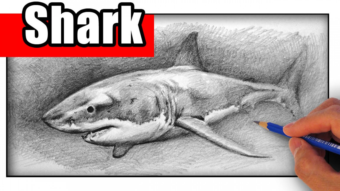 How to Draw a Shark with Pencil