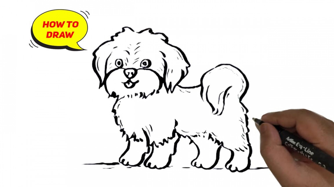 How to Draw a Shih Tzu dog easy and step by step.