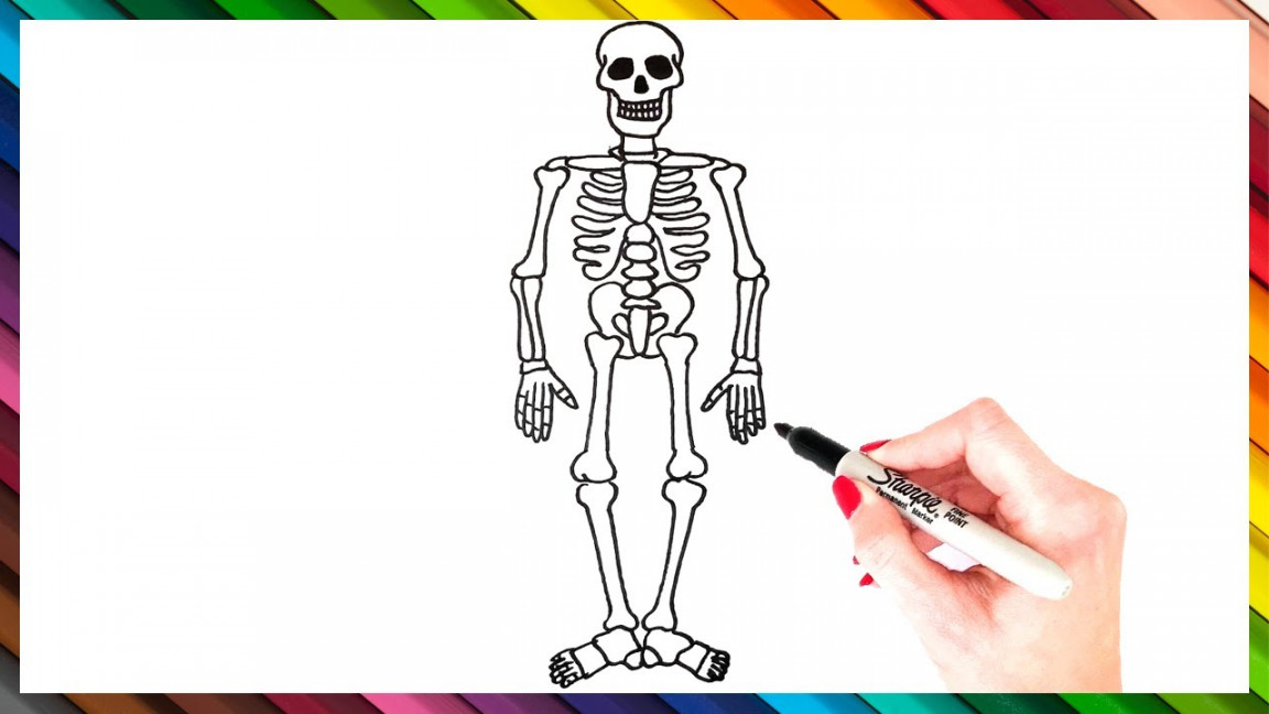 How To Draw A Skeleton Step By Step  Skeleton Drawing EASY  Super Easy  Drawing Tutorials