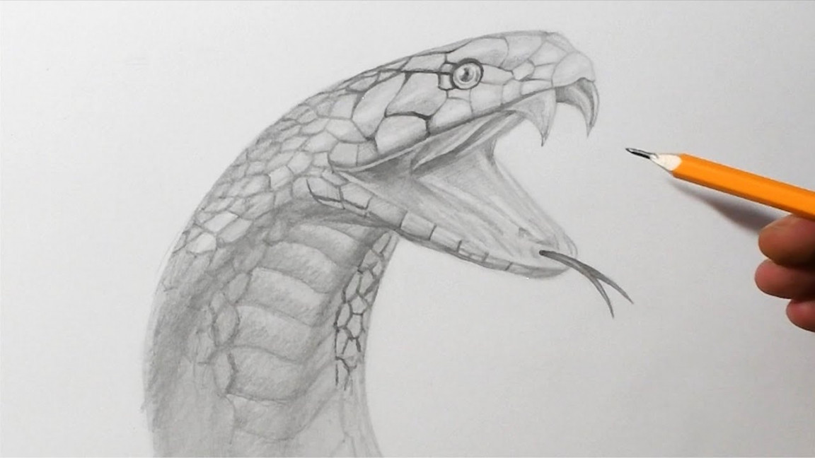 How to Draw a Snake  Pencil Drawing Tutorial