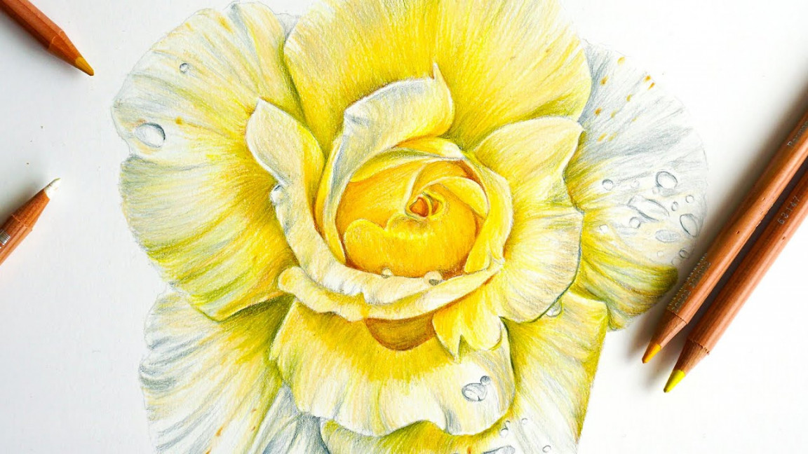 How to Draw a Yellow Rose With Colour Pencils Step by Step Tutorial