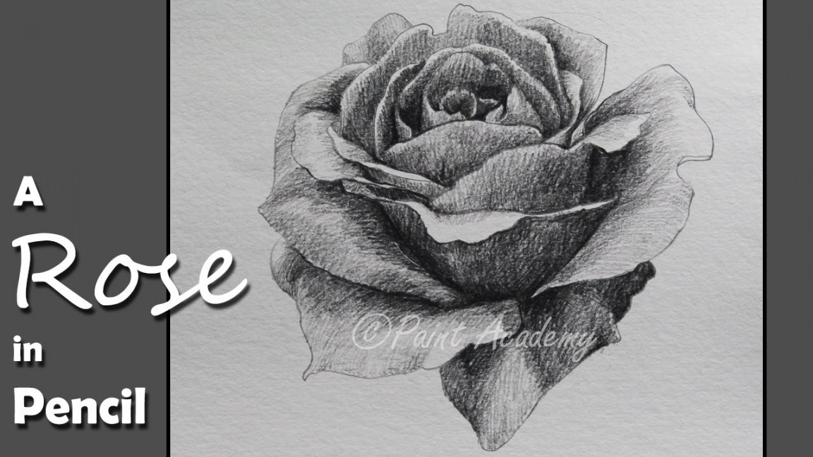 How to Draw & Shade A Rose in Pencil  step by step slow video