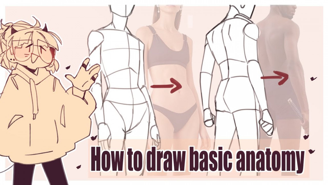 How to draw basic anatomy