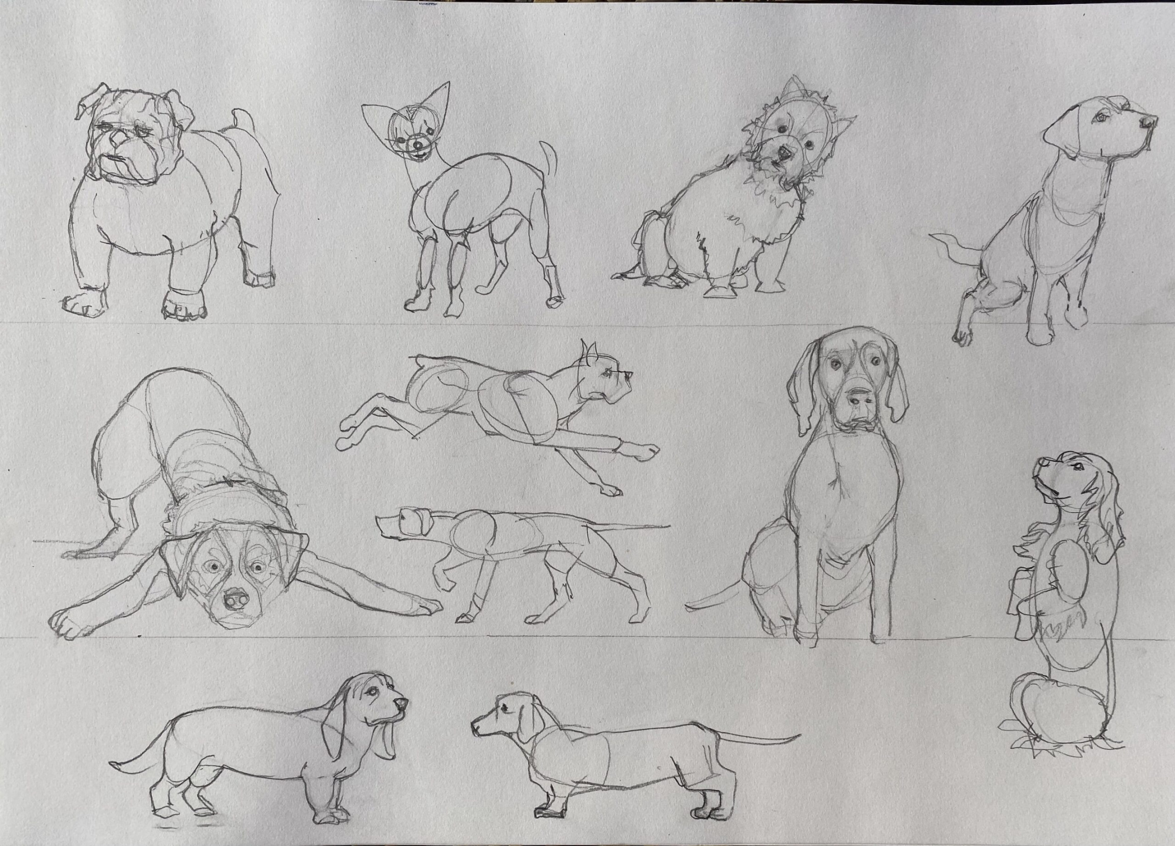 How to Draw Dogs in  Easy Steps! - Emily