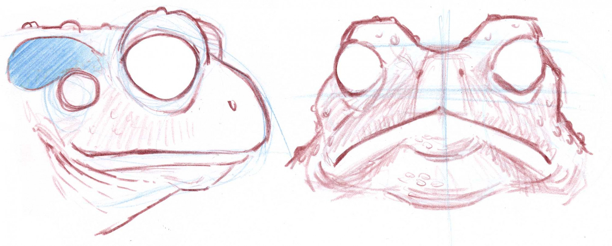 How to Draw Frogs and Toads • John Muir Laws