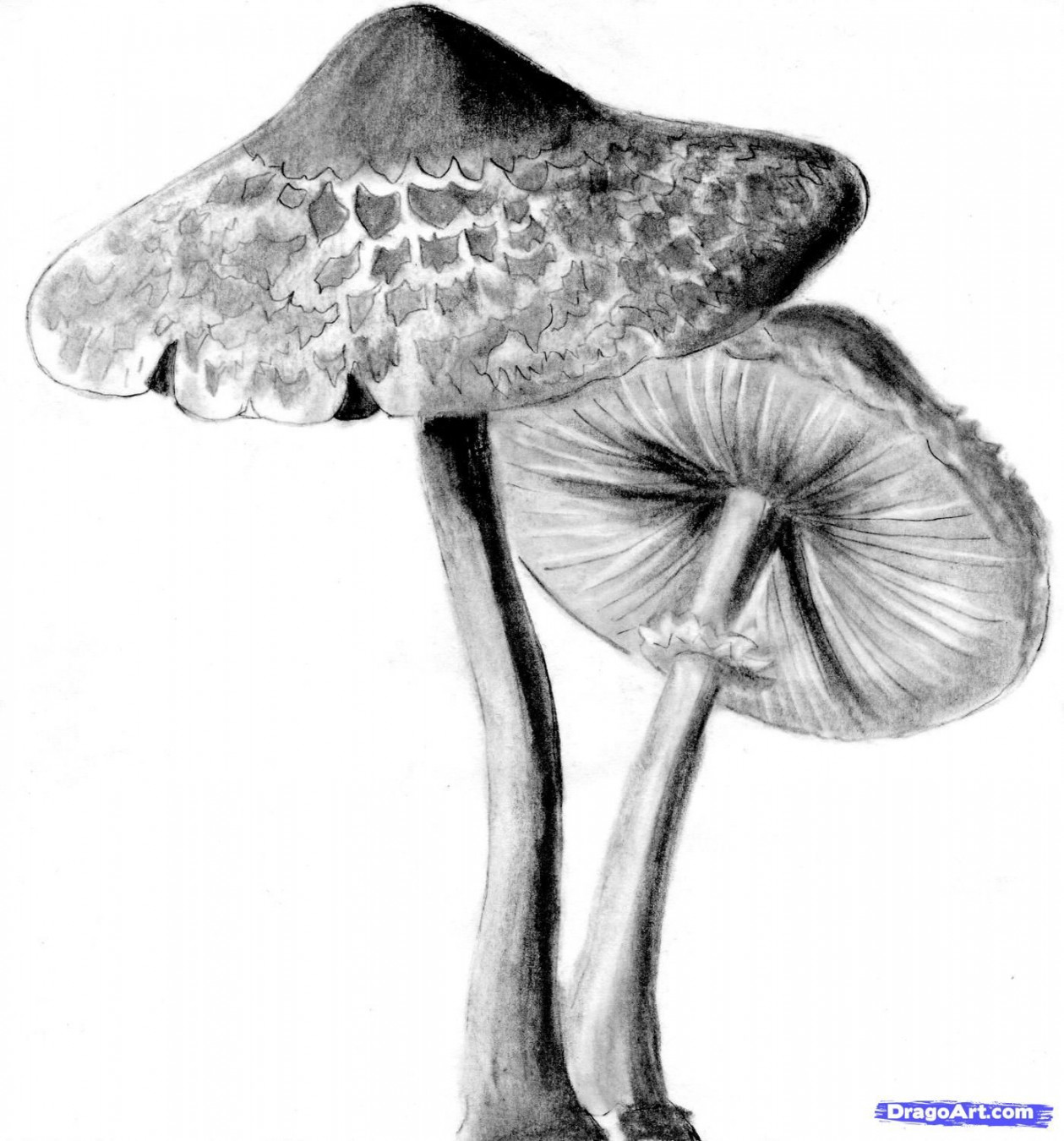 How to Draw Realistic Mushrooms, Step by Step, Realistic, Drawing