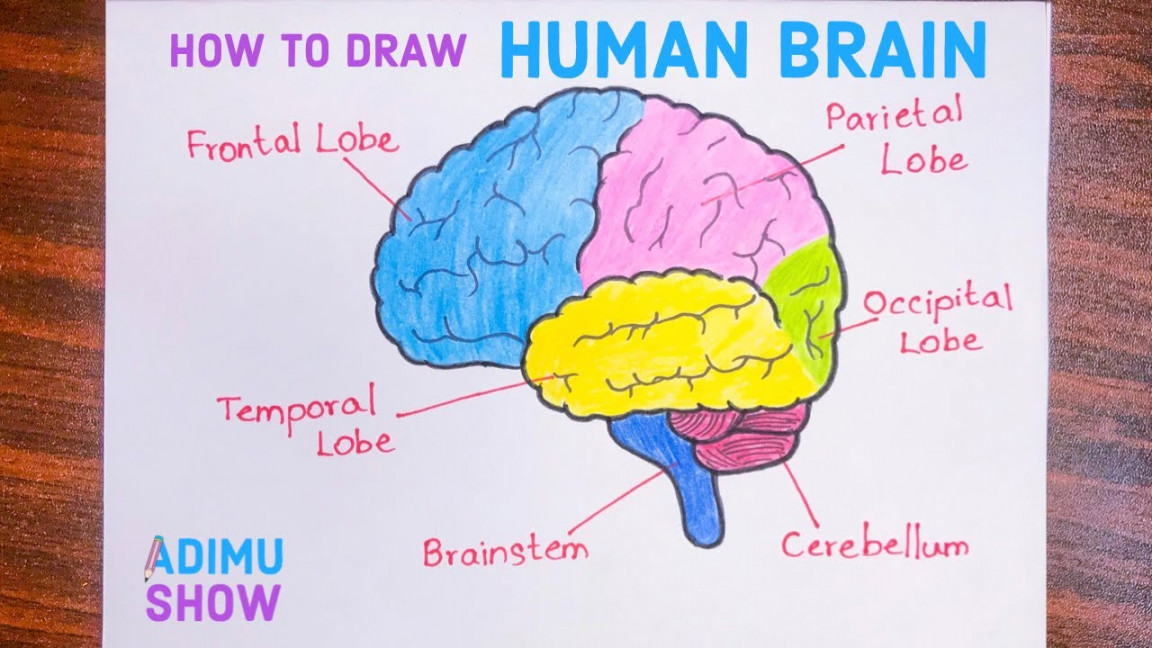 How To Draw The Human Brain  Easy step by step tutorial