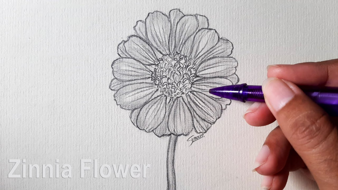 How to Draw Zinnia Flower  Pencil Sketch  Sinoun Drawing