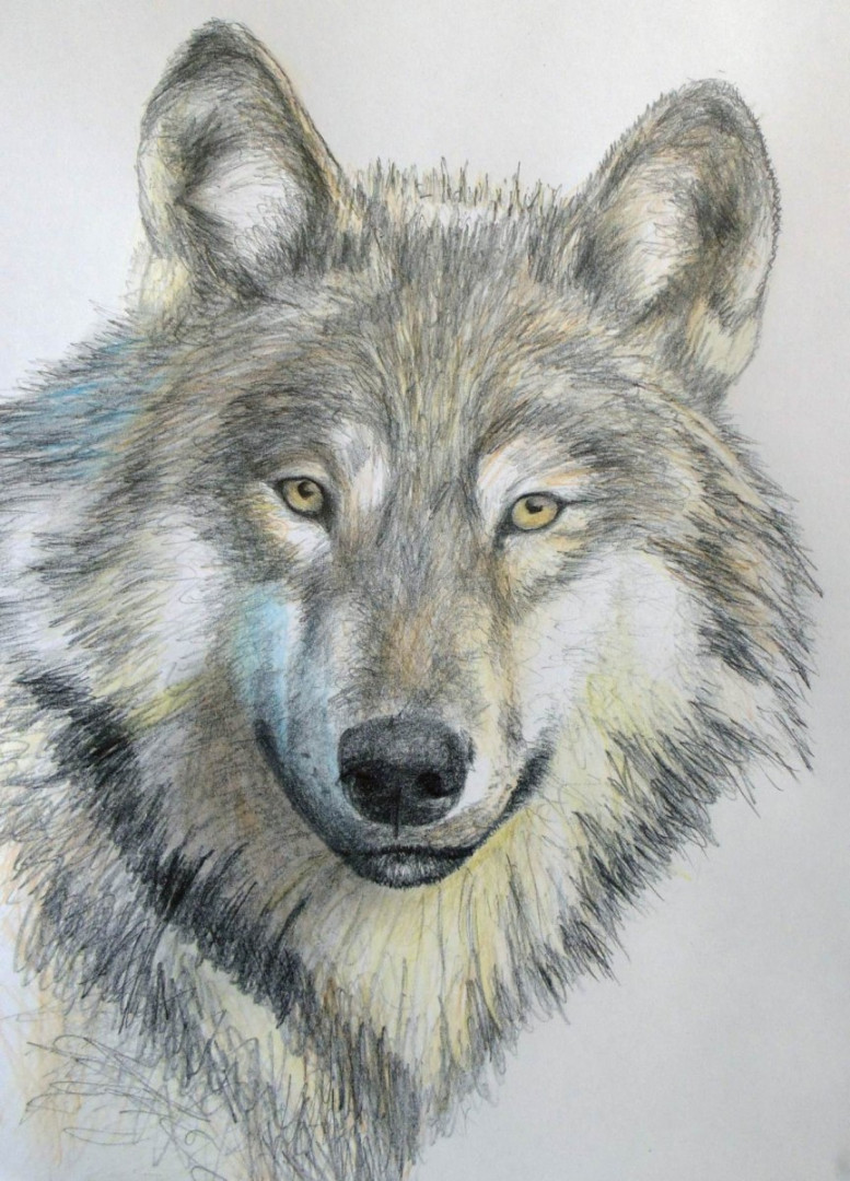 How to Easily Draw a Wolf — Online Art Lessons