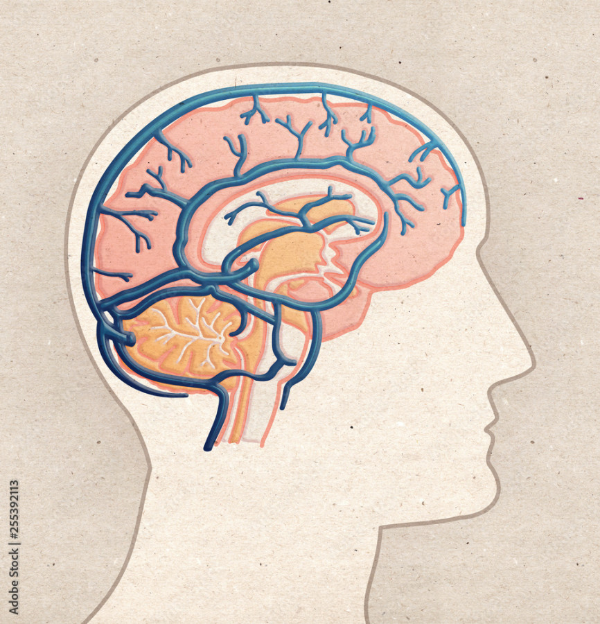 Human Anatomy drawing - Profile Head with BRAIN Veins Stock