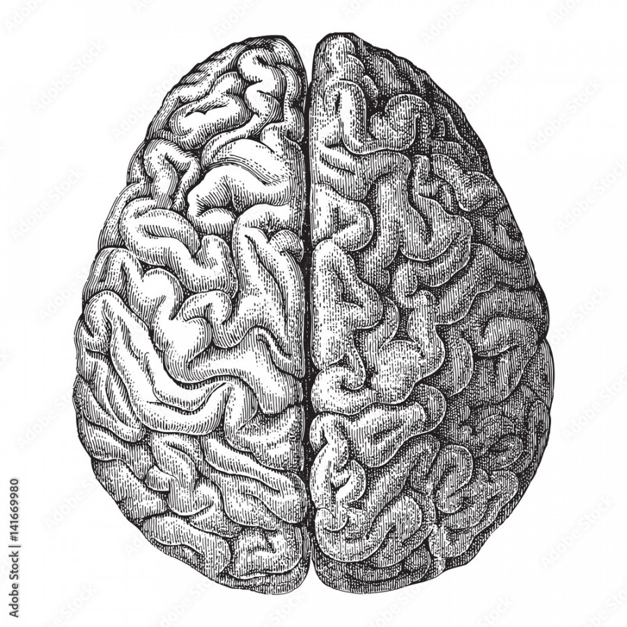 Human brain - vintage illustration Stock-Vektorgrafik  Adobe Stock
