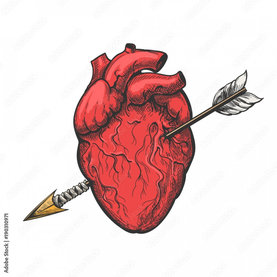 Human heart with arrow drawing