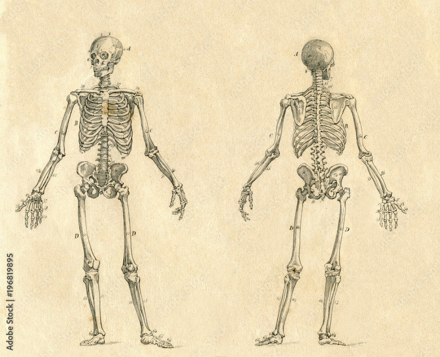 human skeleton vintage drawing engraved illustration Stock