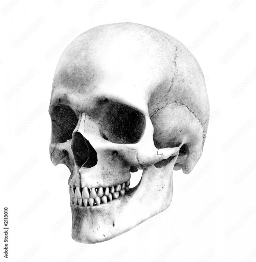 human skull - / view - pencil drawing style Stock-Illustration