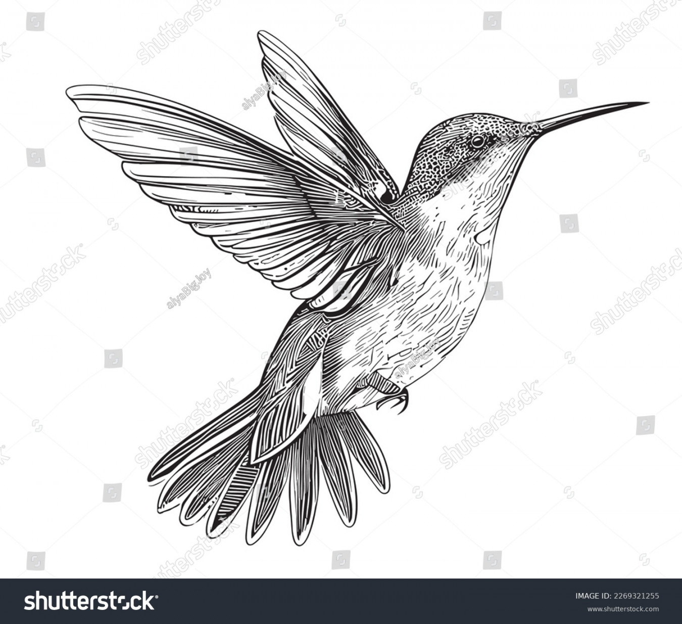 Humming Bird Hand Drawn Photos and Images  Shutterstock