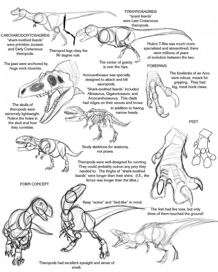 Image result for dinosaur anatomy for artists  Dinosaur drawing