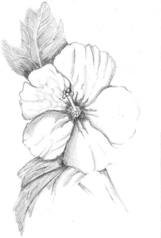 Image result for hibiscus drawing  Hibiscus flower drawing