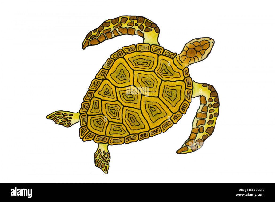 Isolated Drawing Of A Yellow Sea Turtle Stock Photo - Alamy