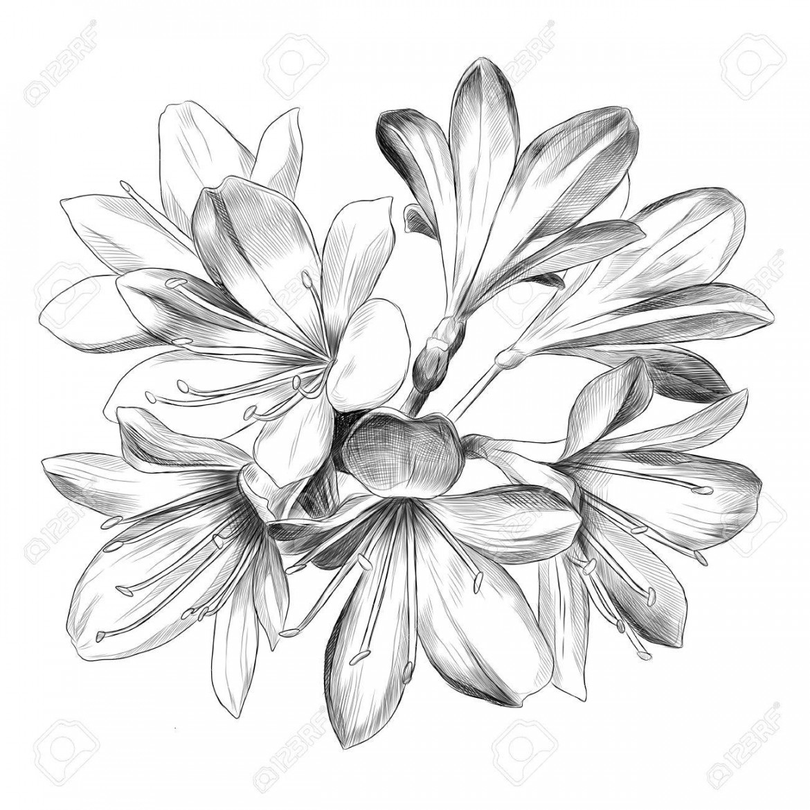 Lily Bouquet  Flowers Sketch Vector Graphics Black And White