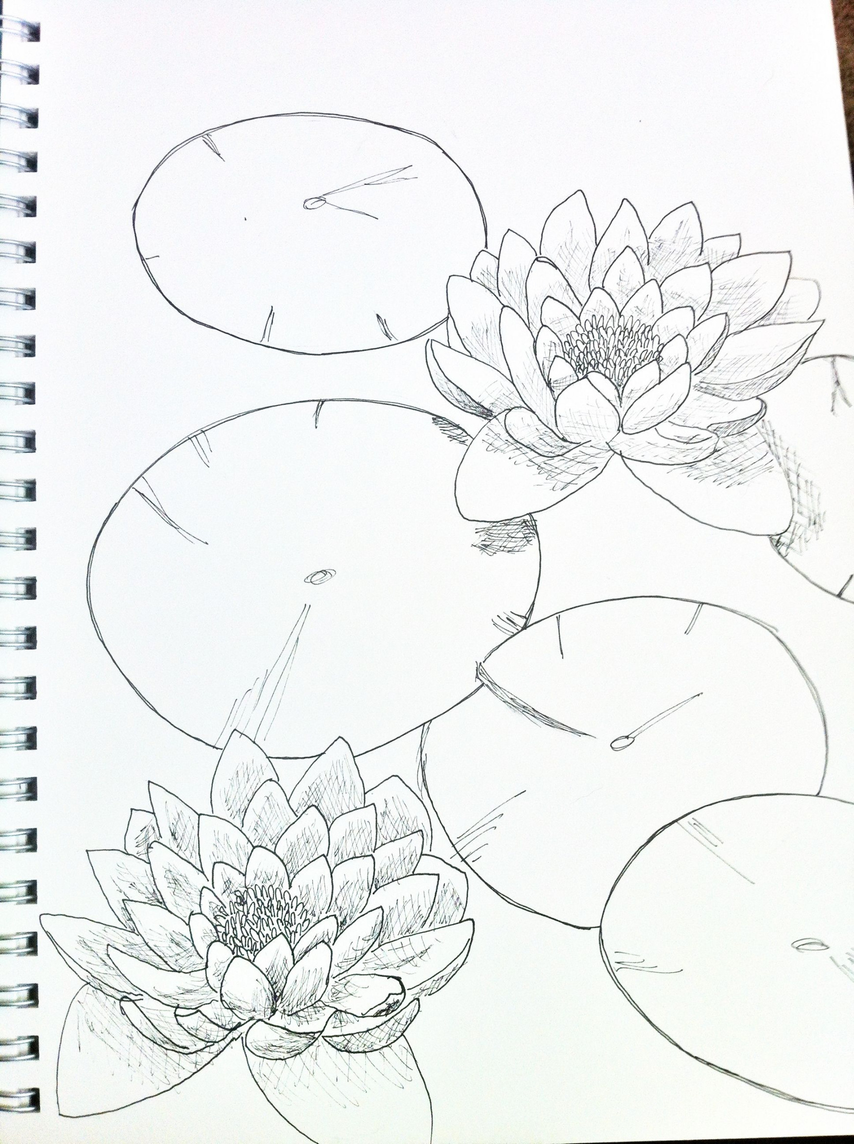 Lily pad sketch  Flower drawing, Lily pad drawing, Flower drawing