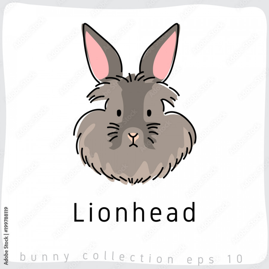 Lionhead : Rabbit Breed Collection : Vector Illustration Stock