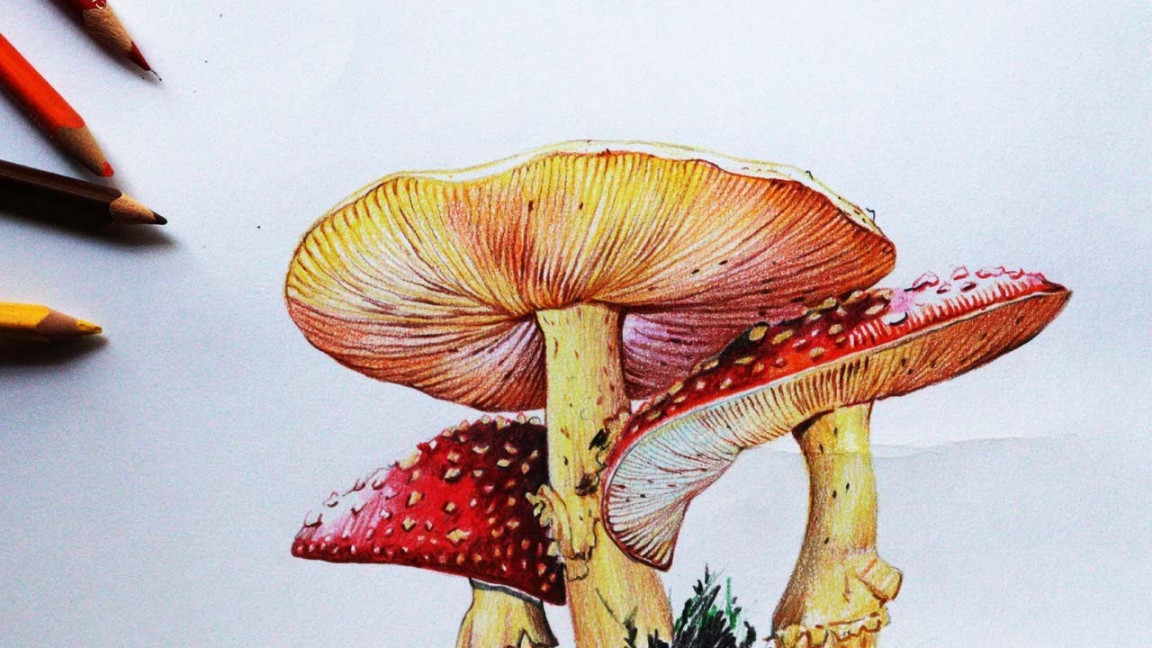 Mushroom Drawing in Color Pencils  How to Draw Mushroom  Fly agaric